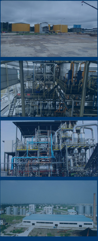 sunflower oil plant case around the world